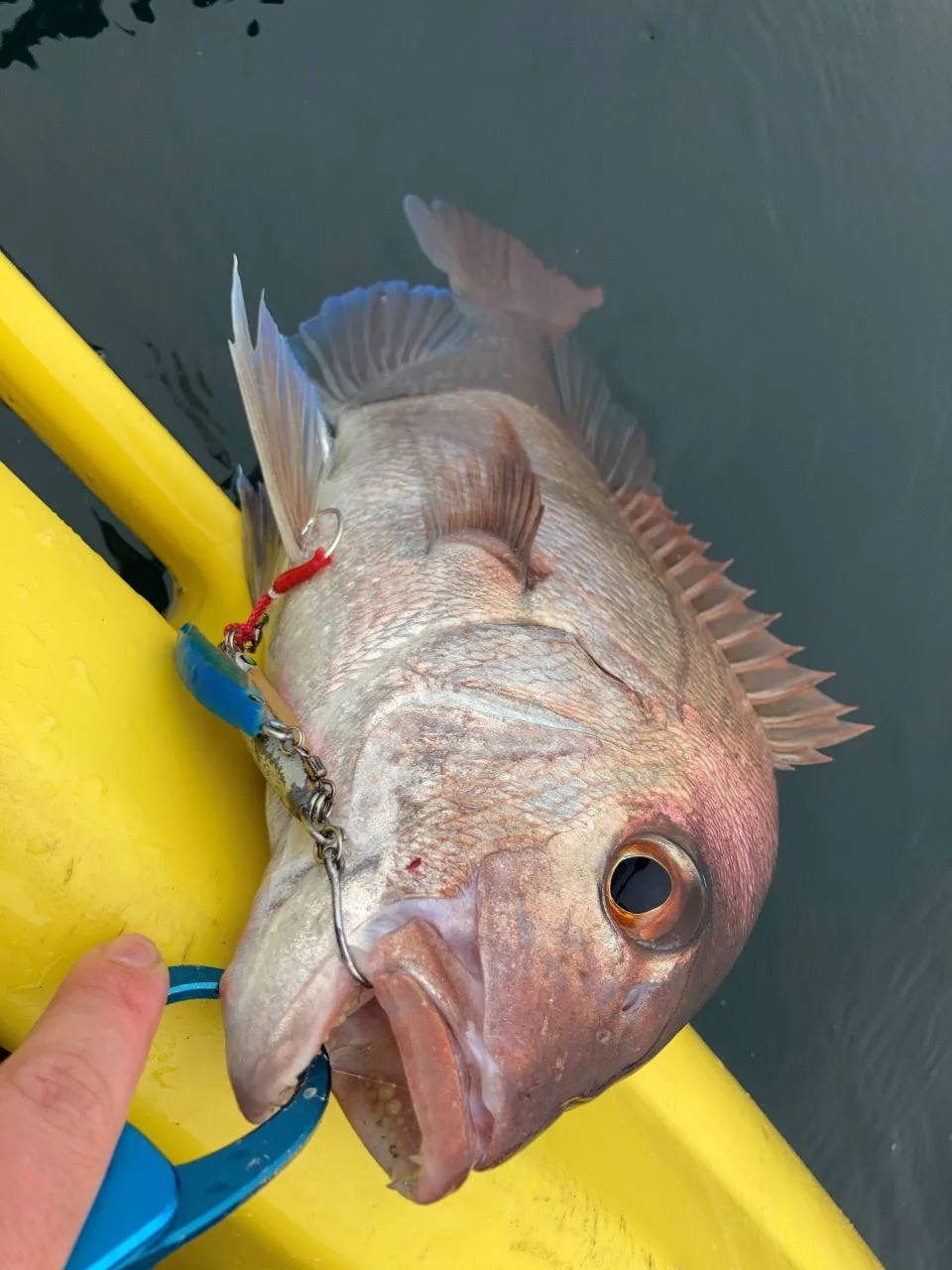 APPルアーで釣れた真鯛