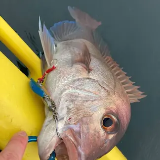APPルアーで釣れた真鯛