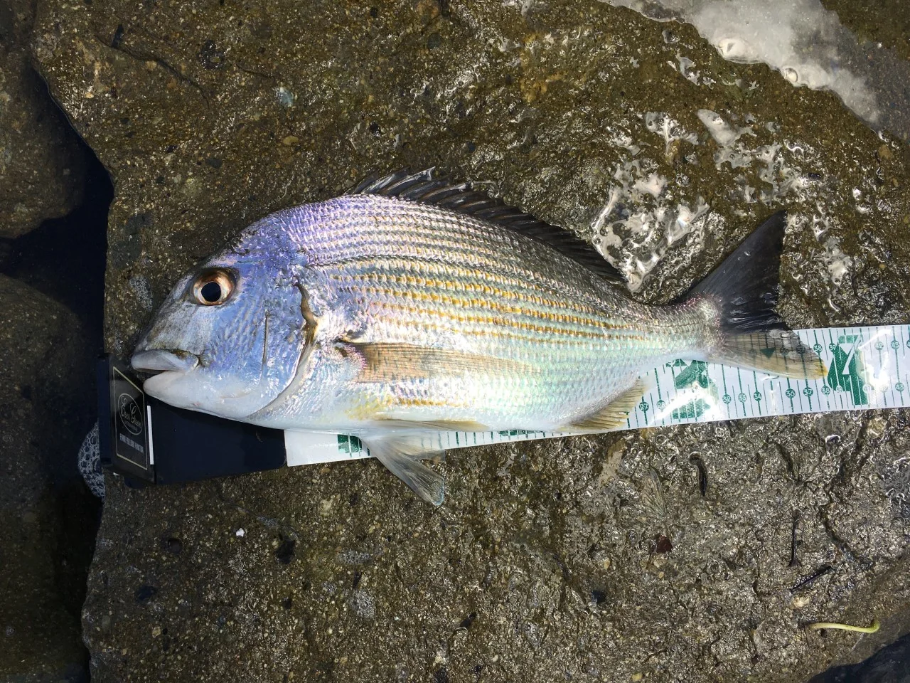 ヘダイの測定画像