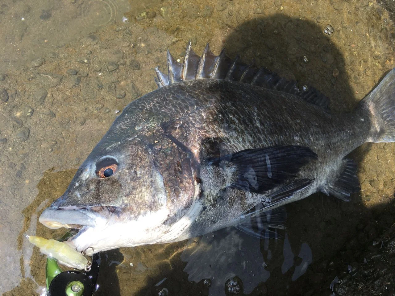 チニングでも活躍するMUSTANG55S