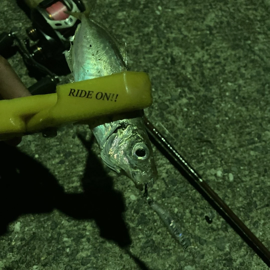 ベイトタックルでアジング