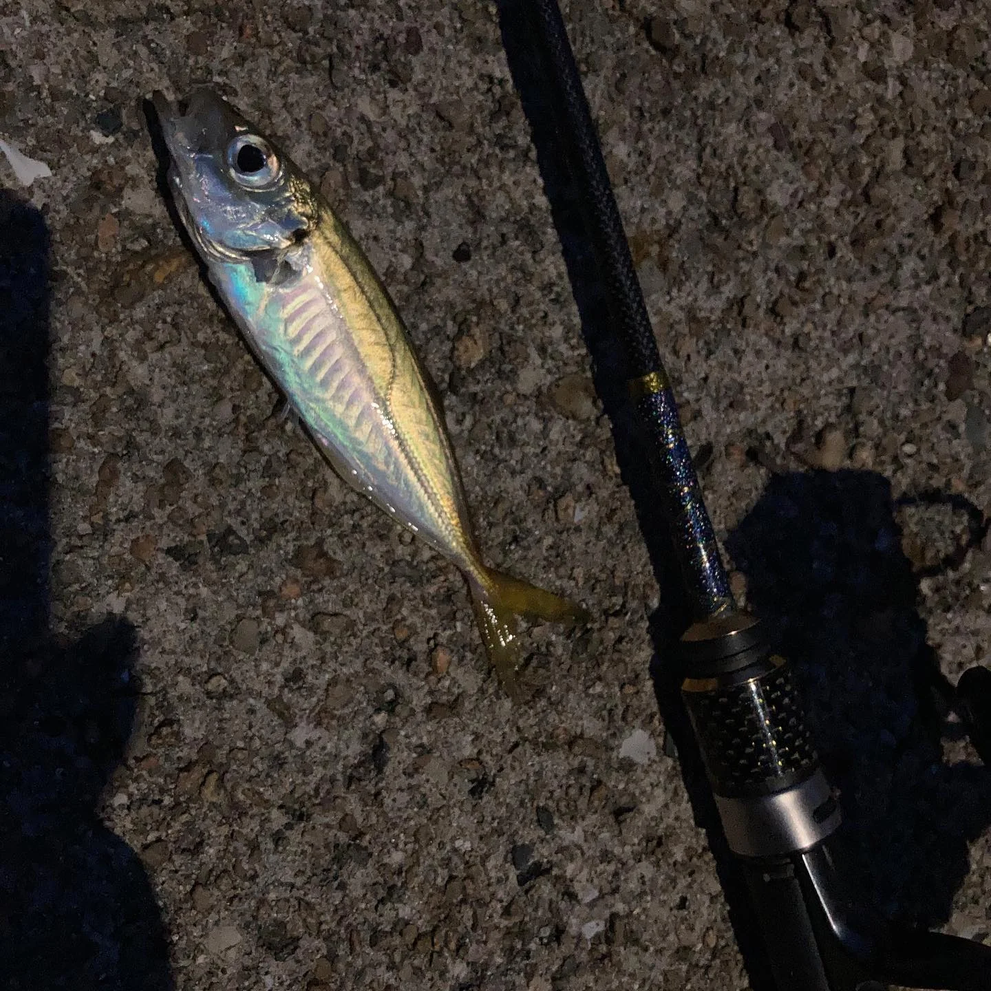 アジングとタックル