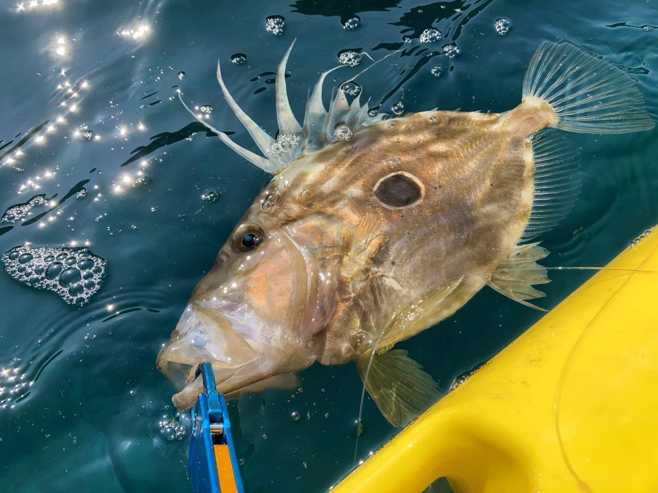 LBBLADE50プロトタイプでヒットした魚