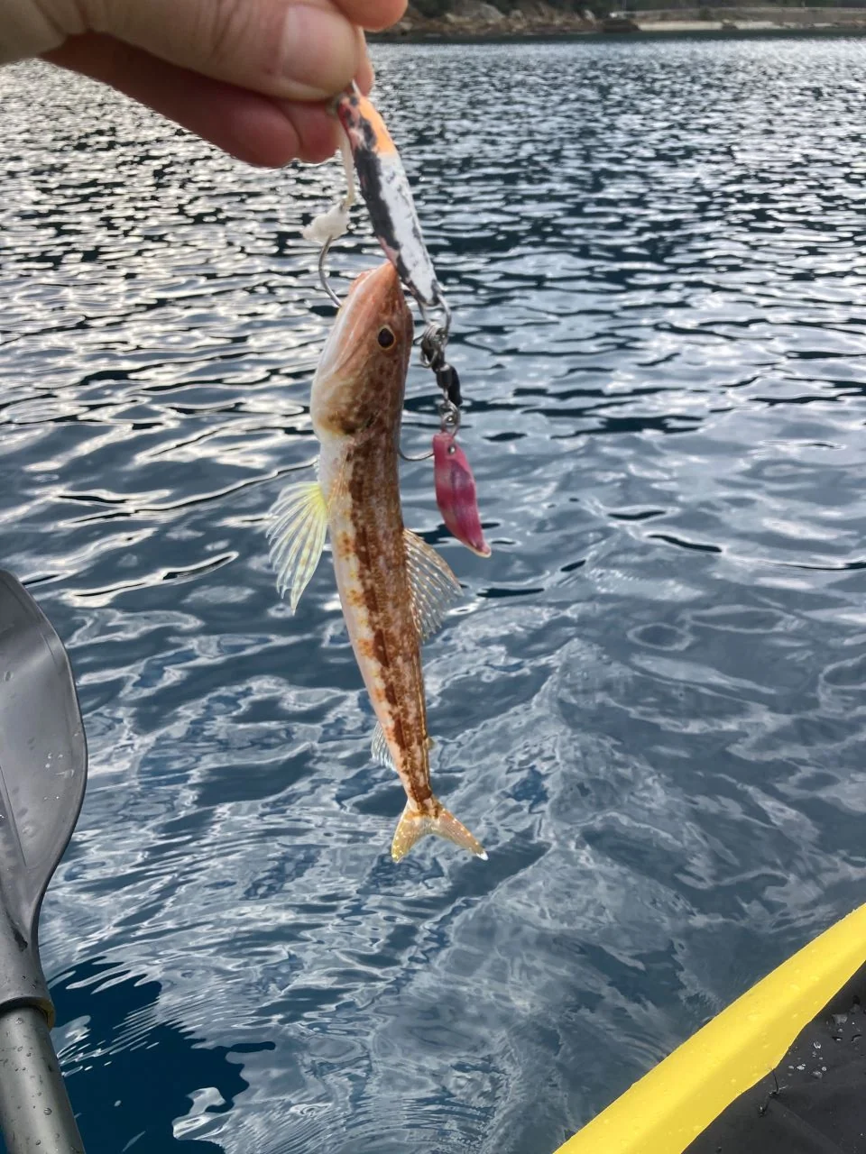 カヤックフィッシングで釣れた魚