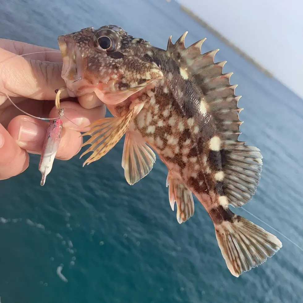 メタルトスでボトム付近でヒットしたアラカブ