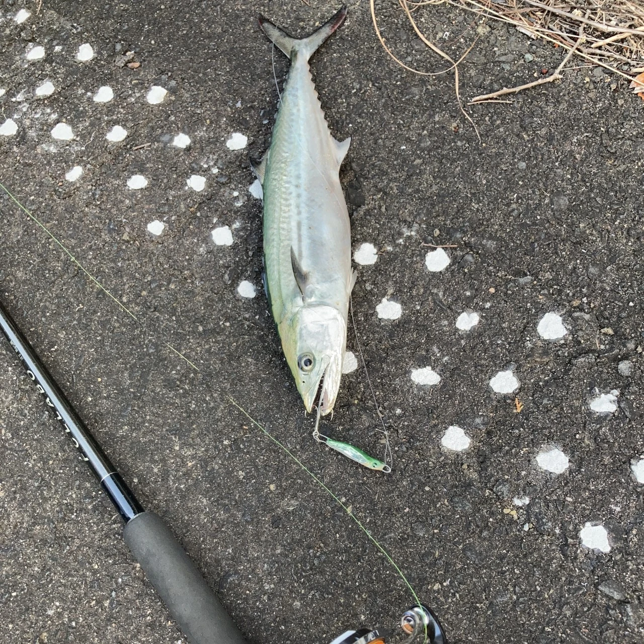 メタルトスでショアジギングで魚釣り
