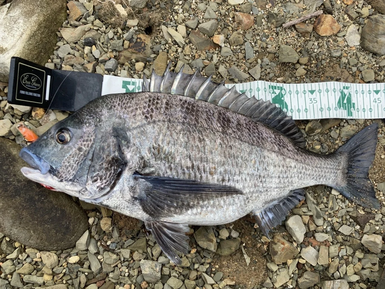 チヌトップで釣れたチヌの計測