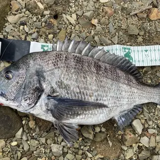 チヌトップで釣れたチヌの計測