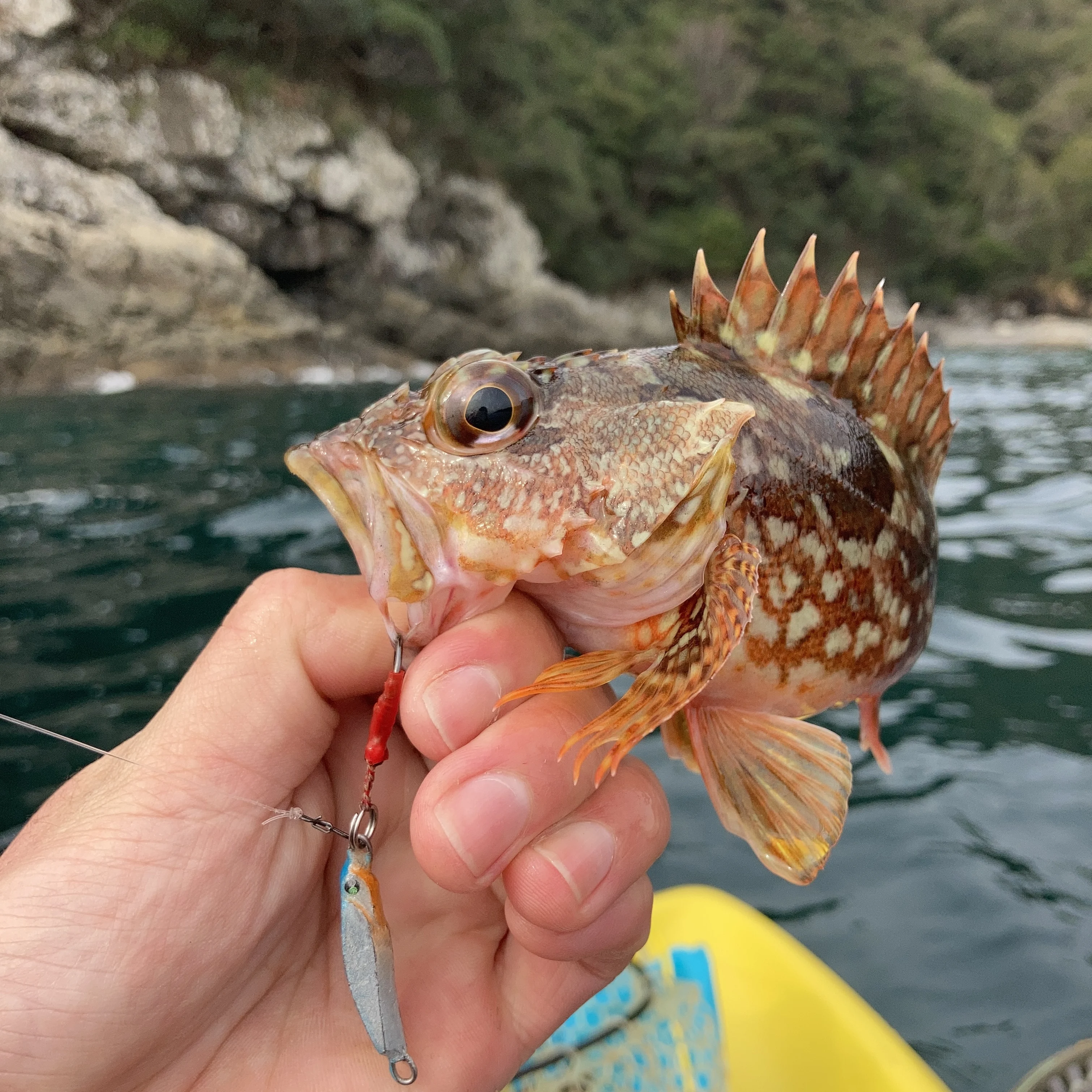 メタルトスを使いアラカブを釣る