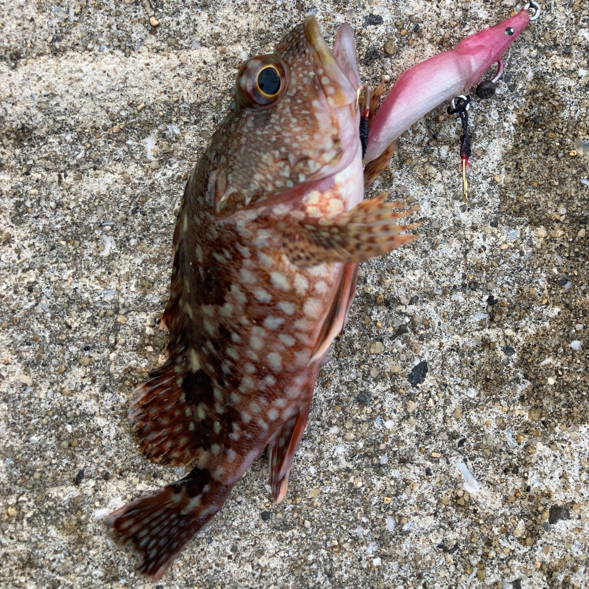 アラカブとMUSTANG55S