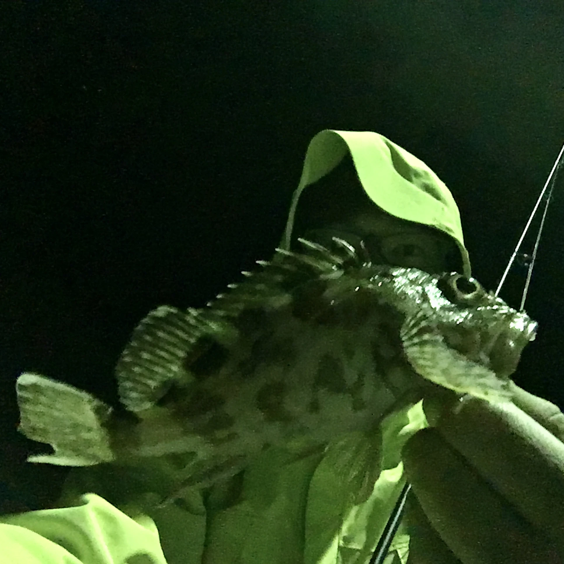 APヤマシタとロックフィッシュ