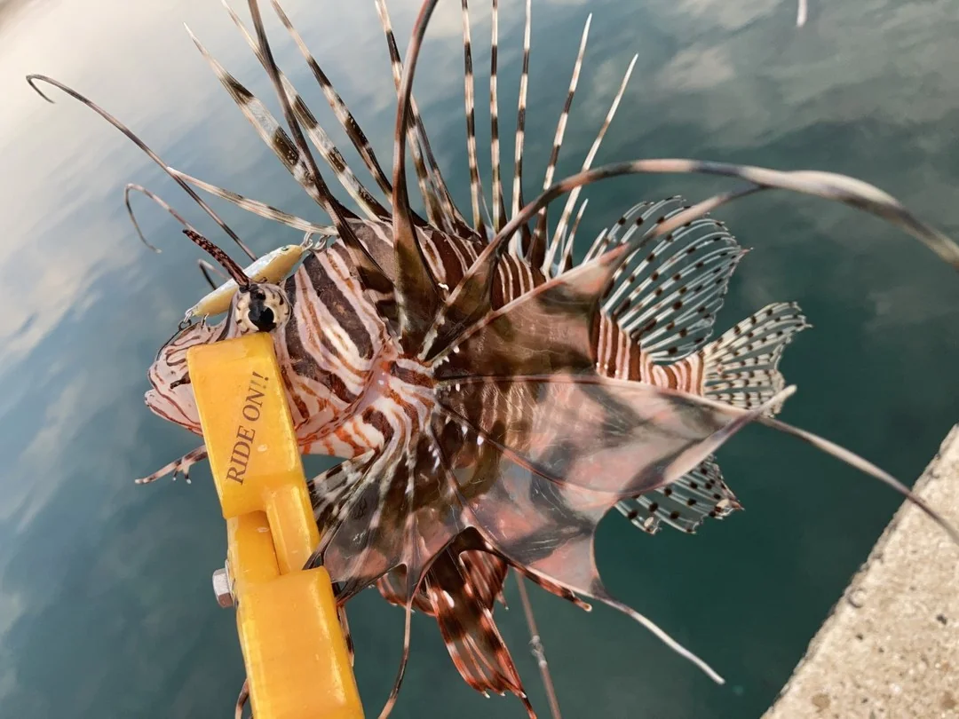 メタルジグで釣れた魚