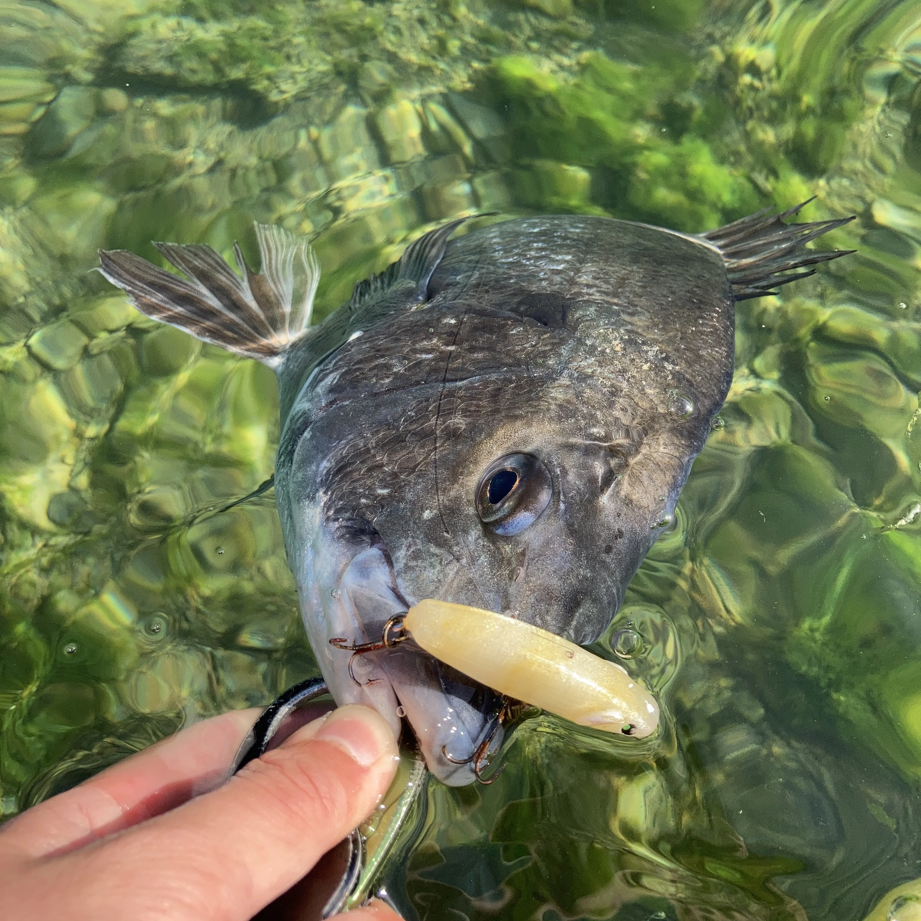 スライドワイパー55Sで釣れたクロダイ