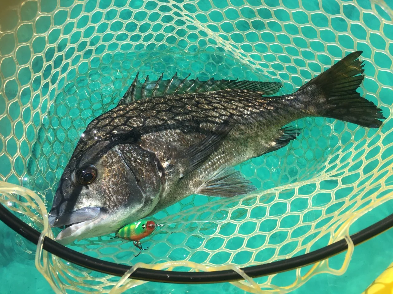 3dプリンタ製HAPPYRIDE55Fで釣れたきれいなチヌ