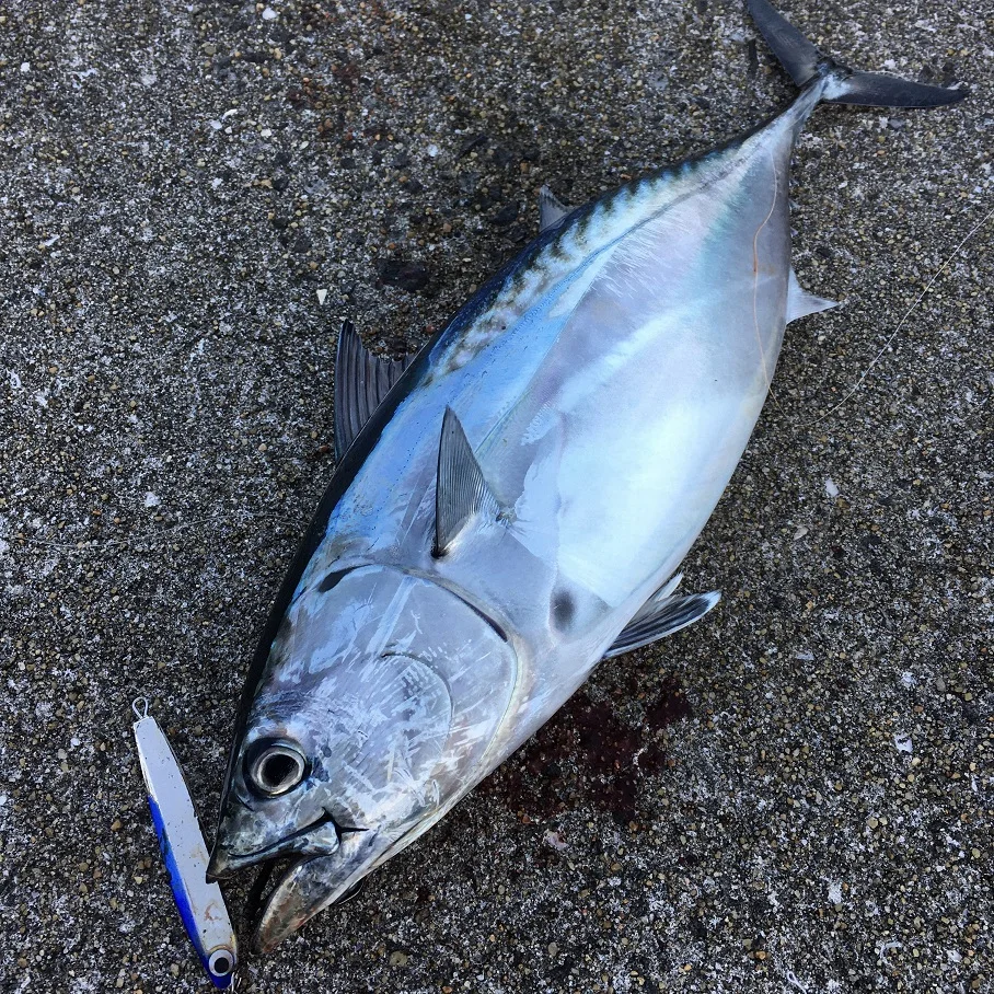 ショアジギングでカツオの釣果画像
