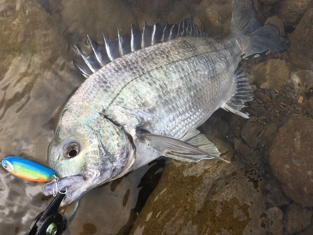 長崎河川で釣れたチヌと自作ルアー