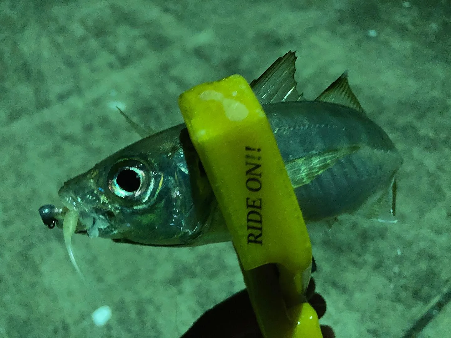 アジングワームと鯵