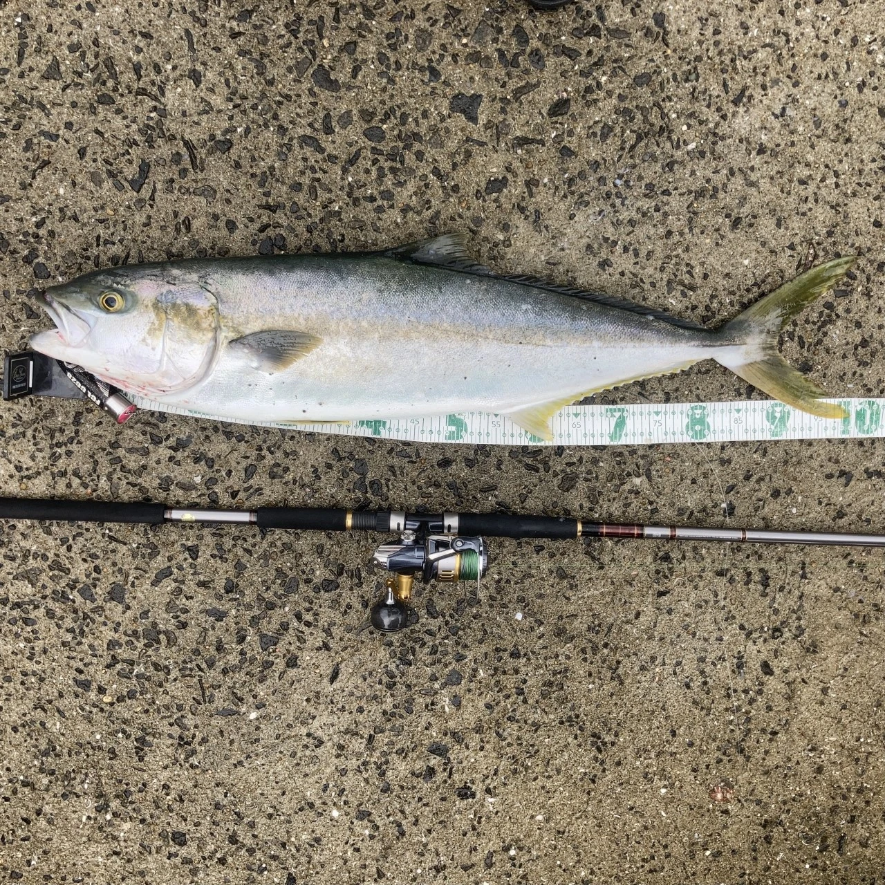 青物を計測した画像