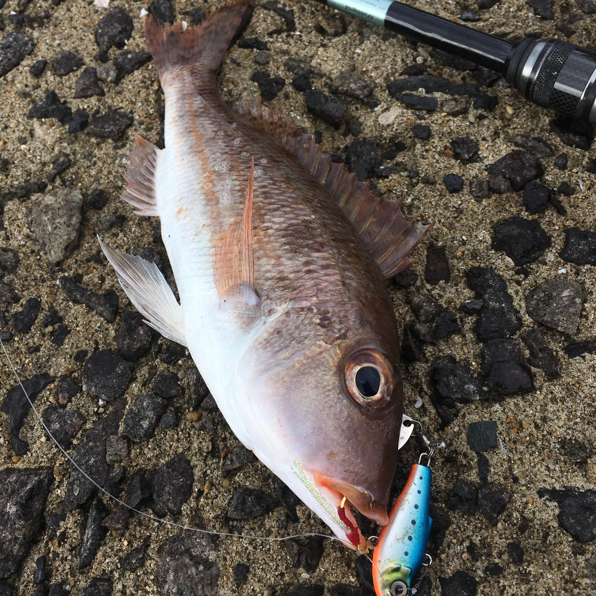スピンテイルで魚釣り