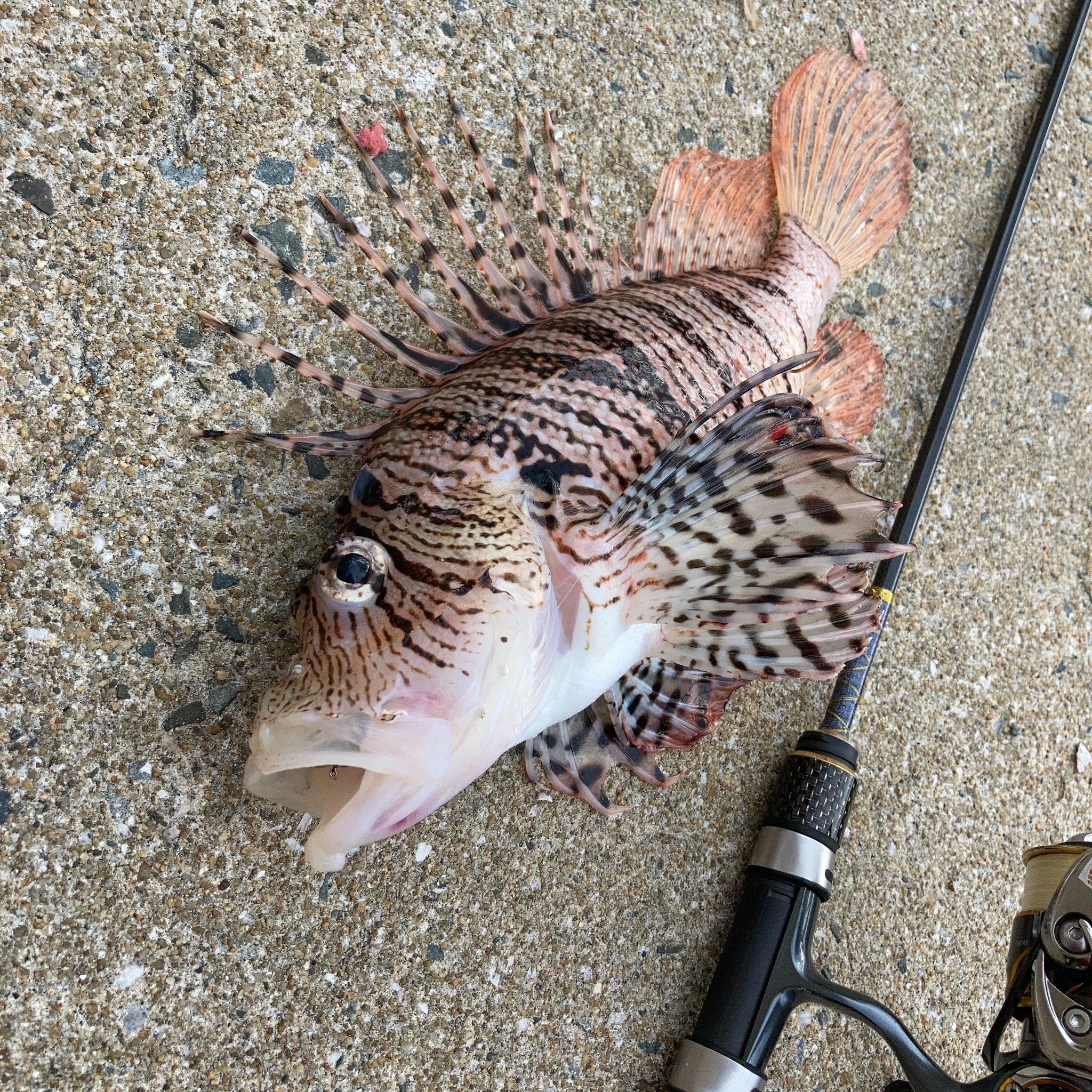 ミノカサゴが釣れた画像