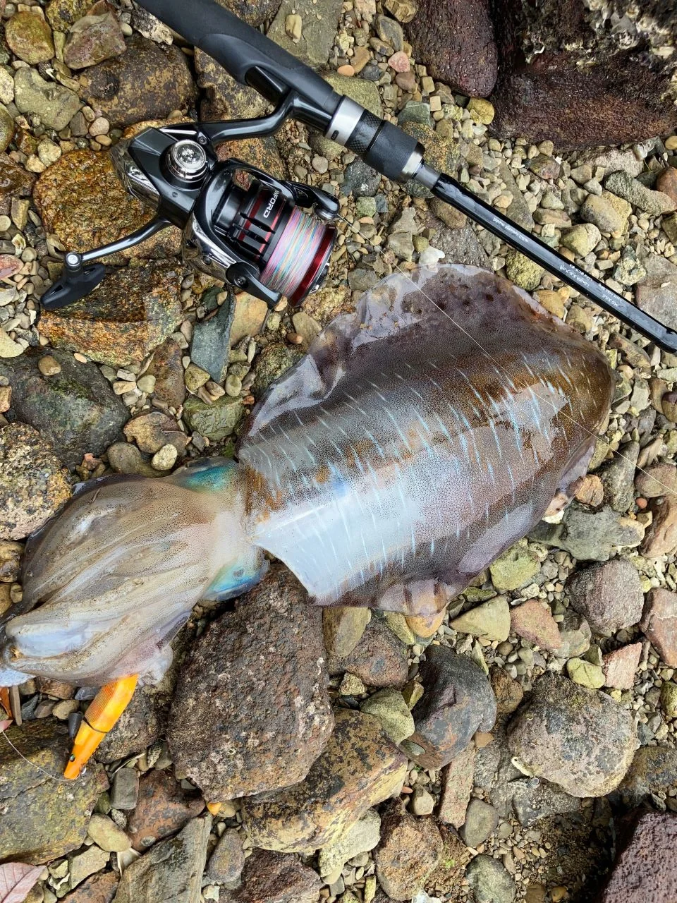 3dプリント製エギ（GURAIDROLL）で釣れたアオリイカ