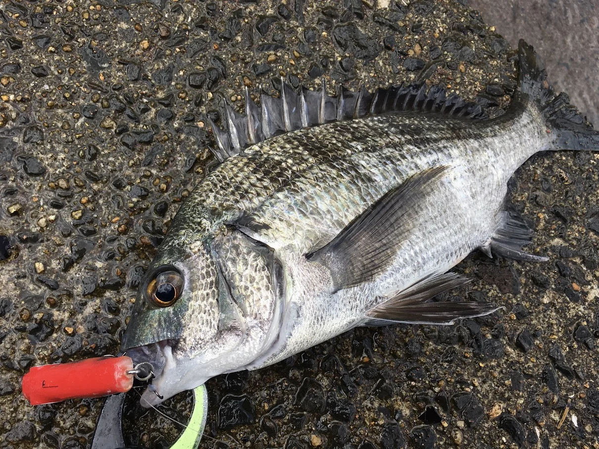 自作ルアーのハッピーライド５５F