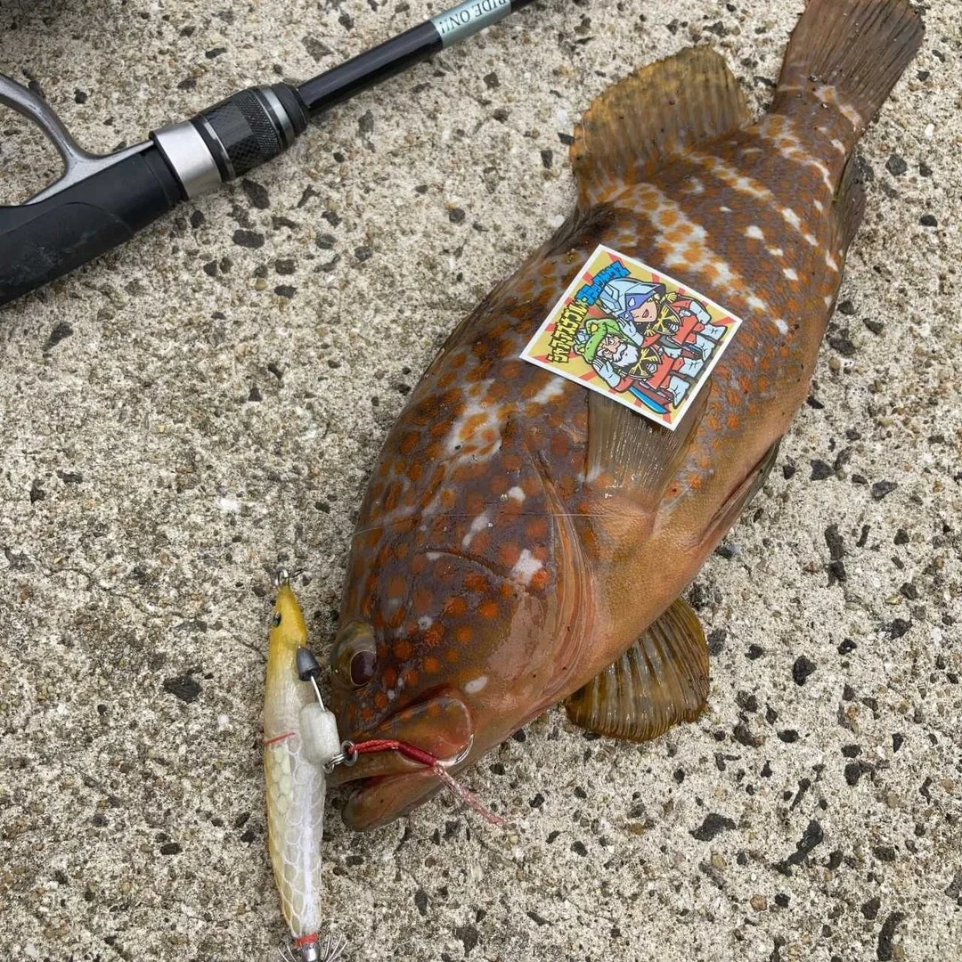 ブレイドロール９０で釣れたロックフィッシュ