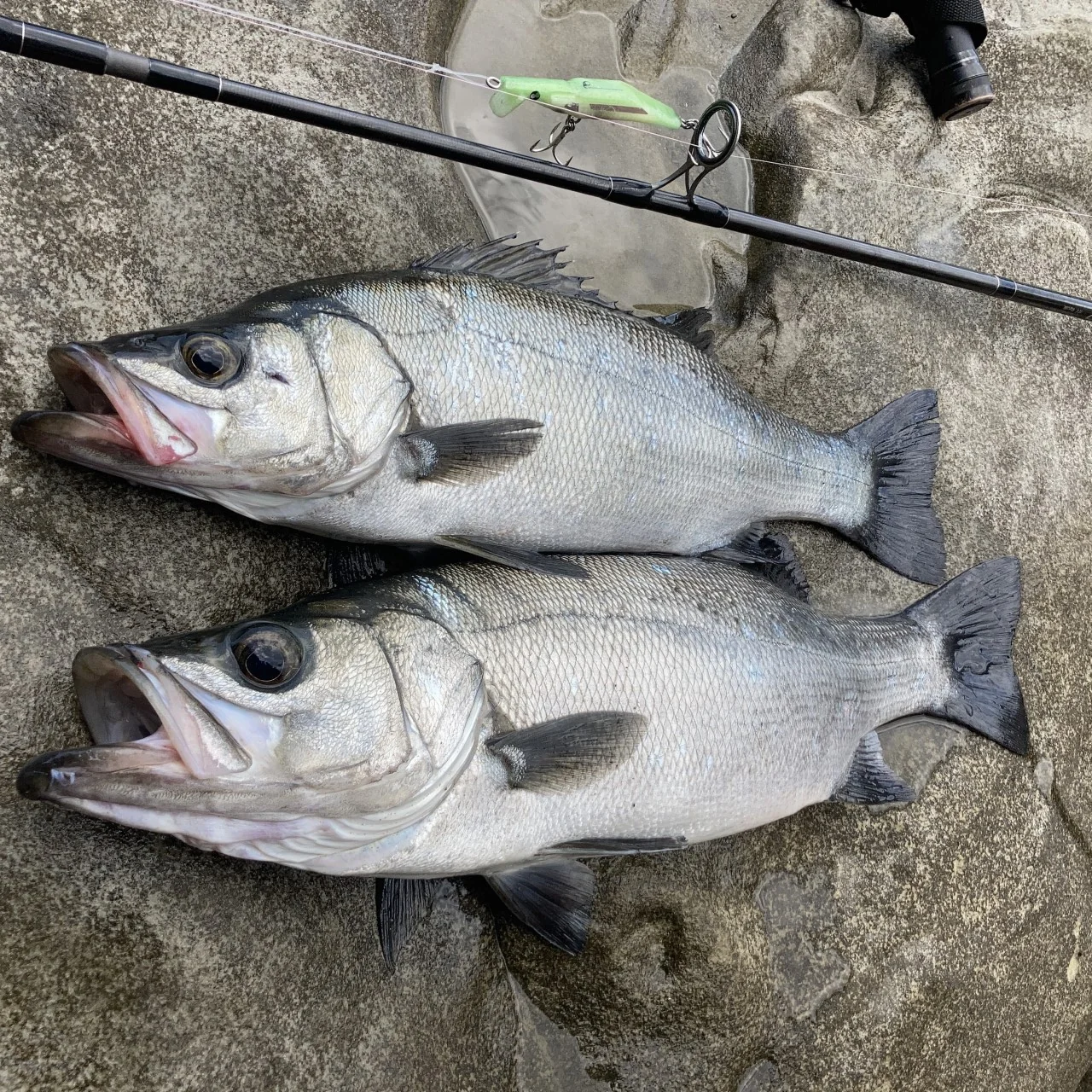 ルアー（マスタンプラグ100Ｓ）で釣れたヒラスズキ2匹