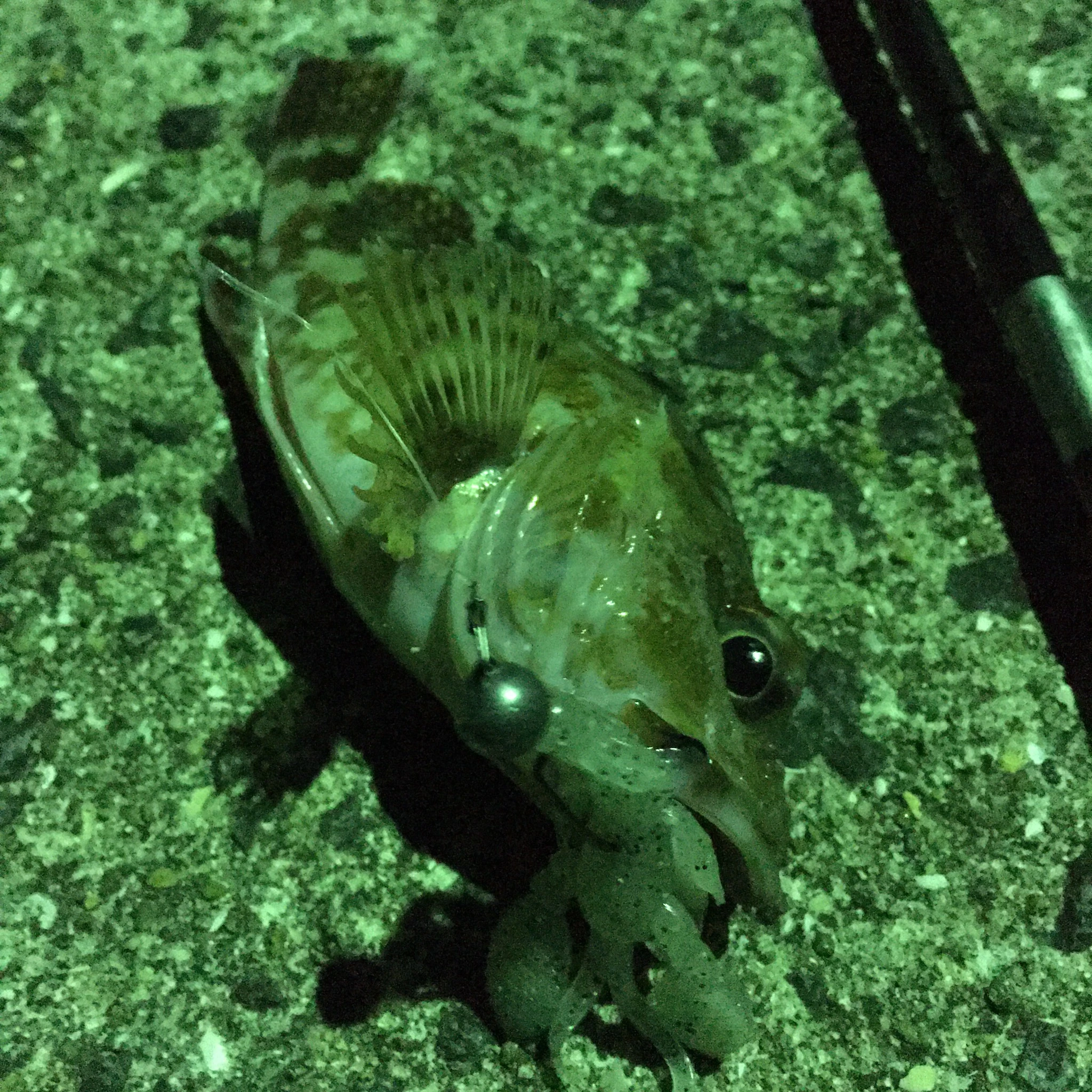 ロッククローとアラカブ