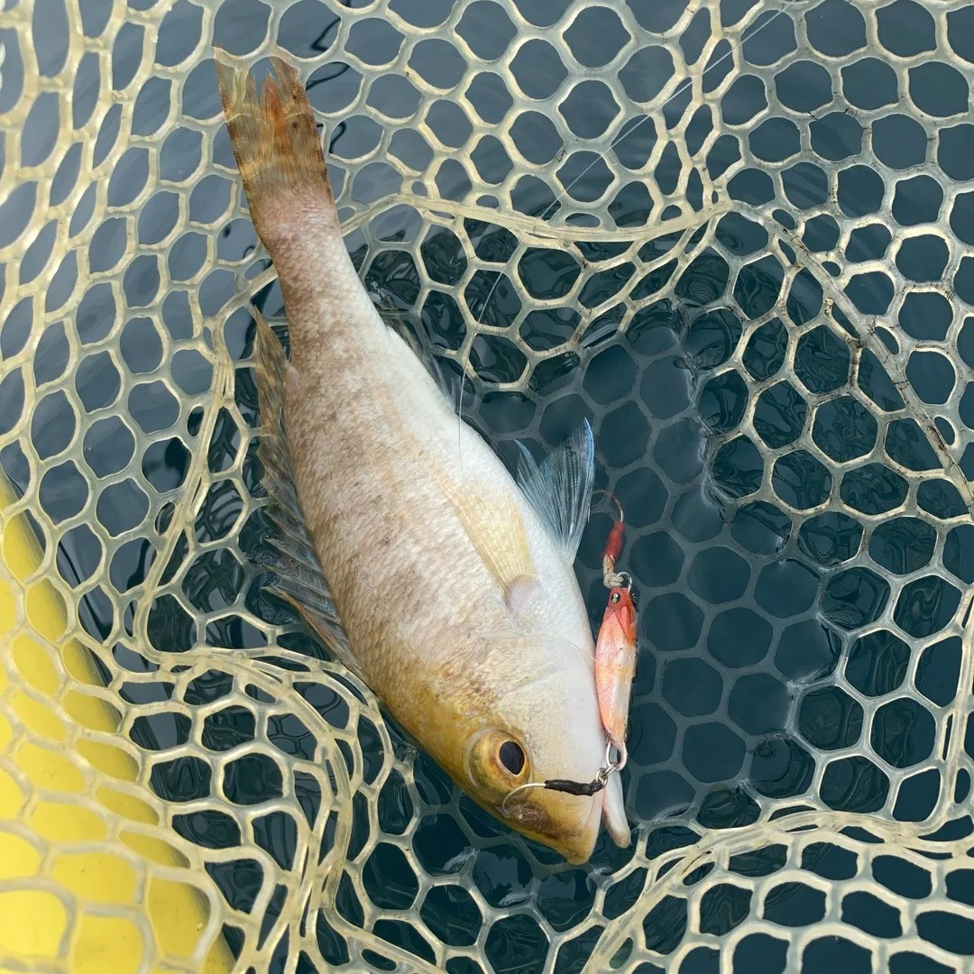 メタルトスとフエダイ