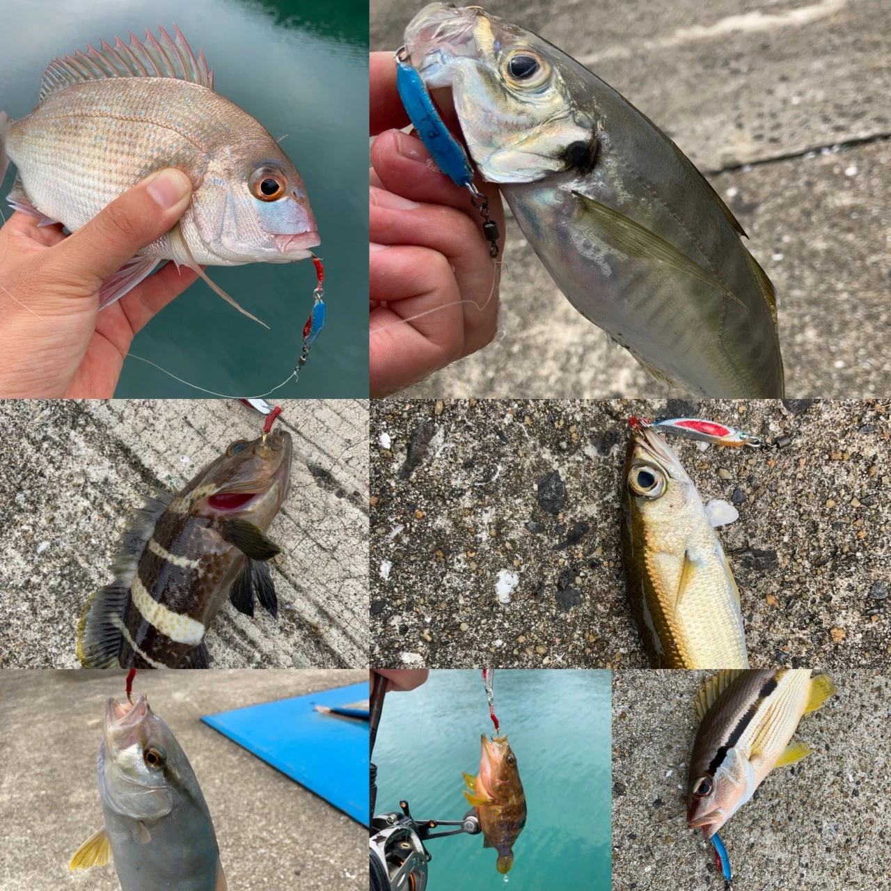 METALTOSS9ｇの釣果