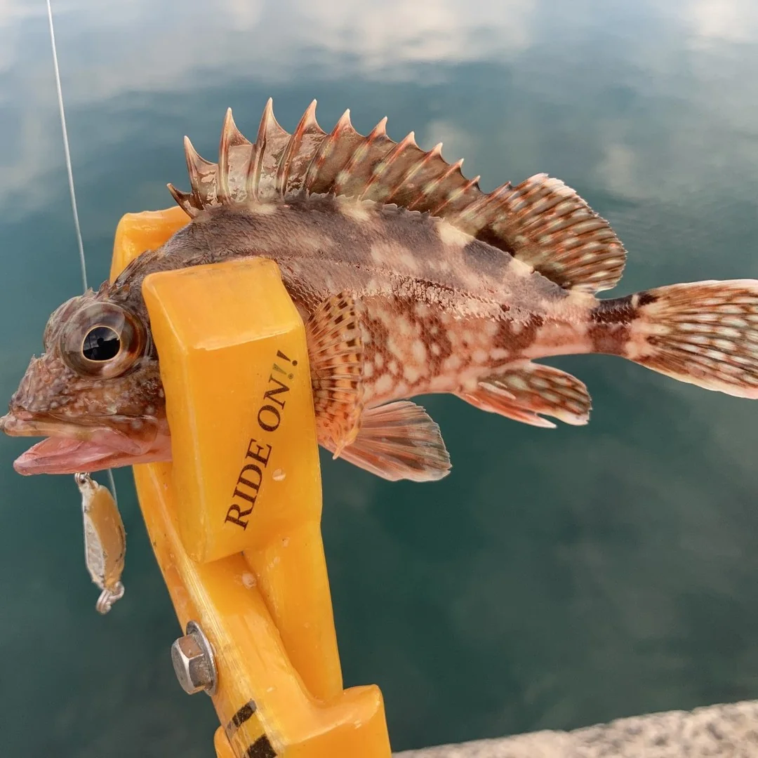 メタルジグでつれたロックフィッシュ