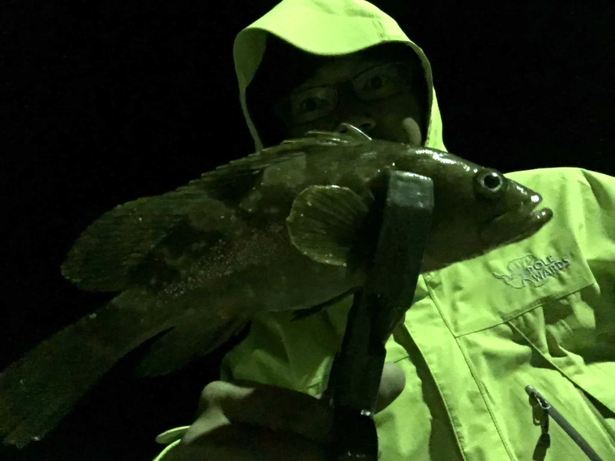 キジハタとAPヤマシタ