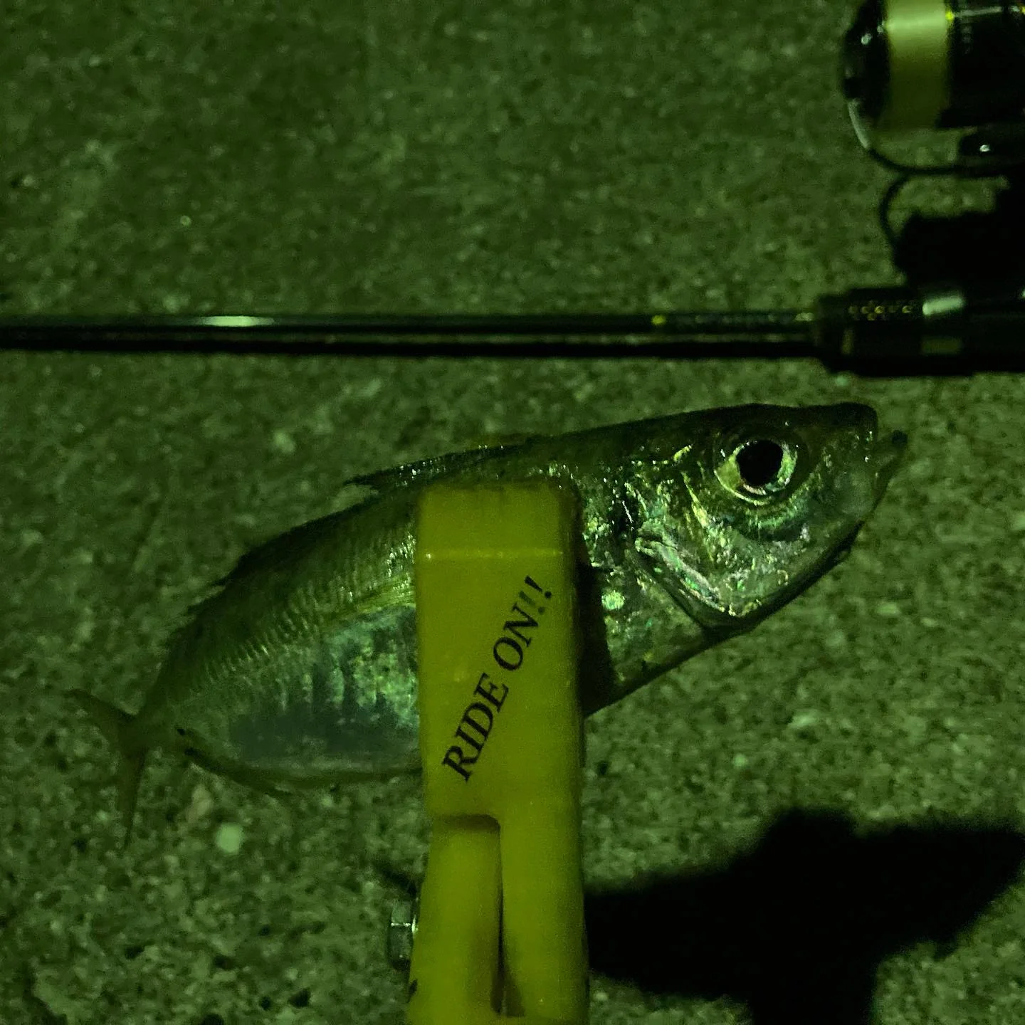 アジングで釣れた鯵