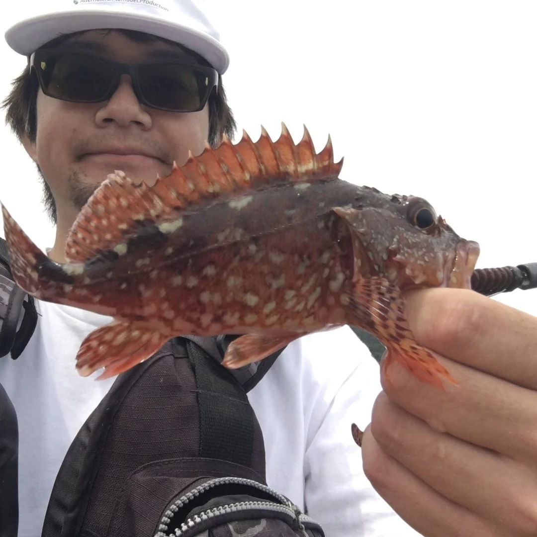 ワームで釣れたカサゴ