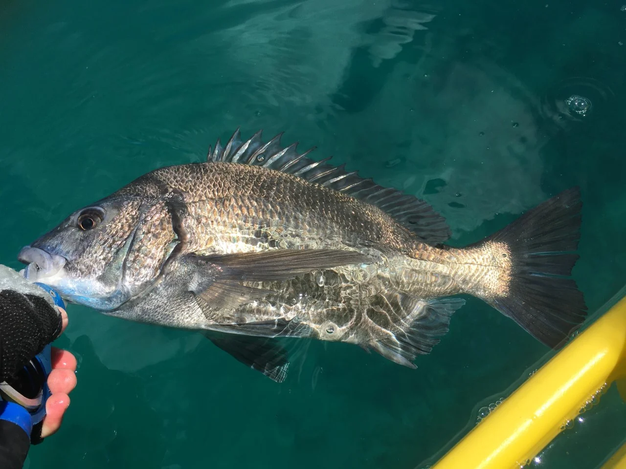 カヤックフィッシングでチヌをランディング画像