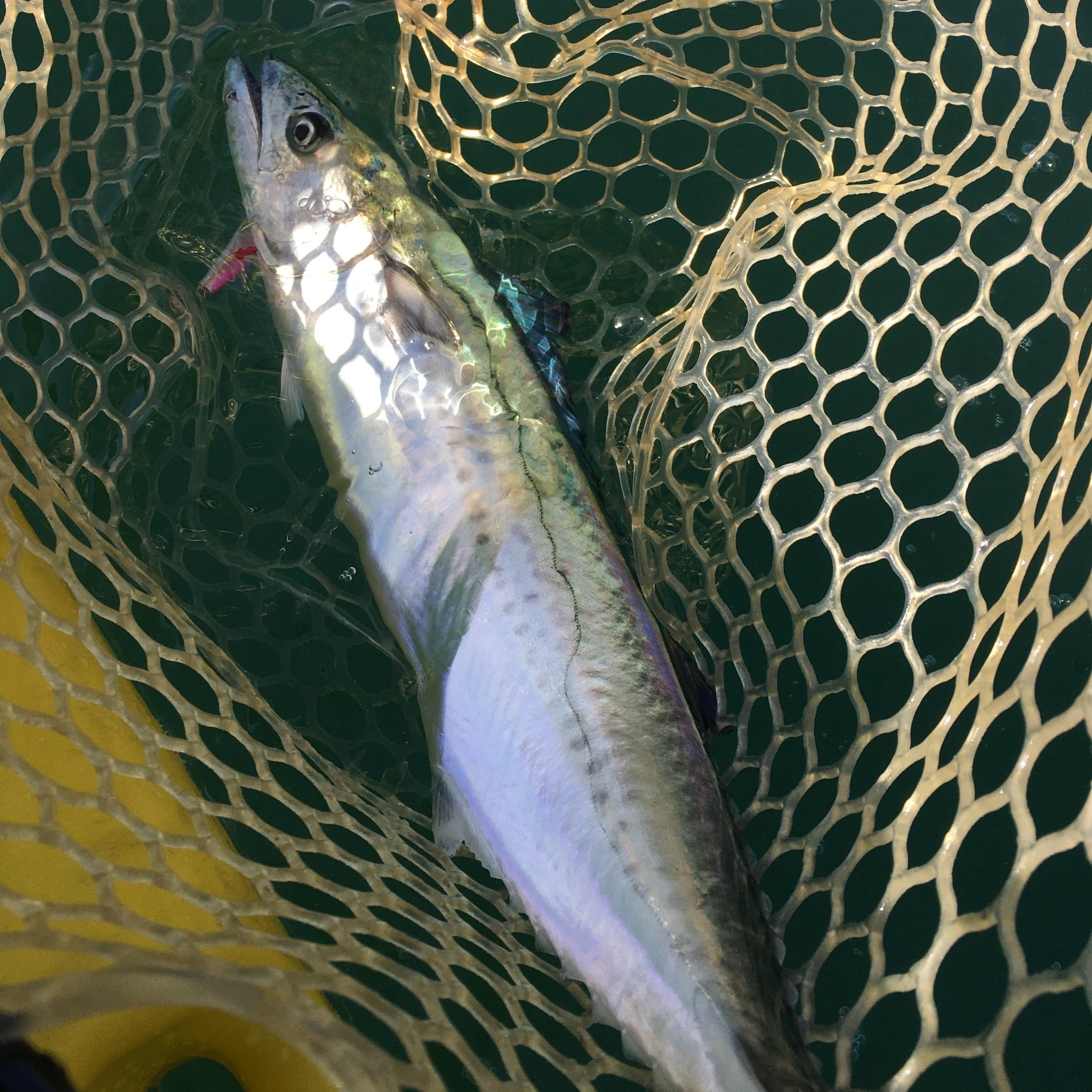 カヤックフィッシングで魚釣り