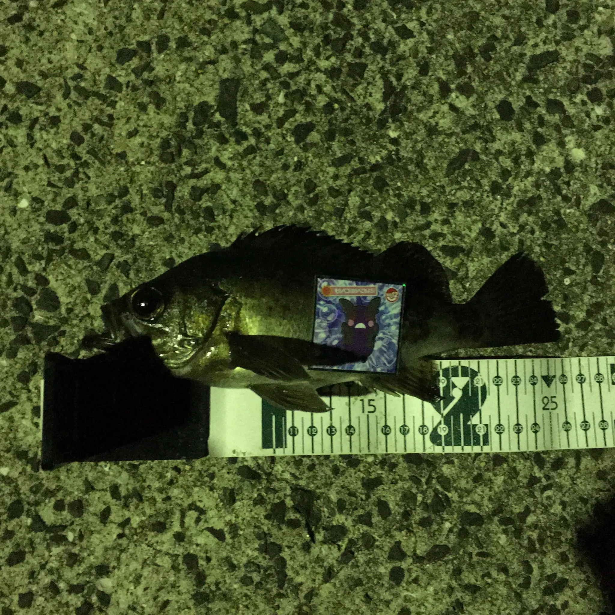 クロメバルのサイズ測定