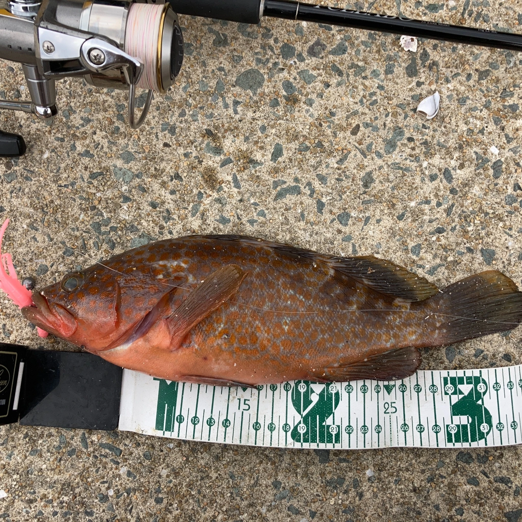 アコウのサイズ測定