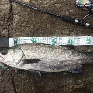 磯ヒラスズキで釣った魚の計測