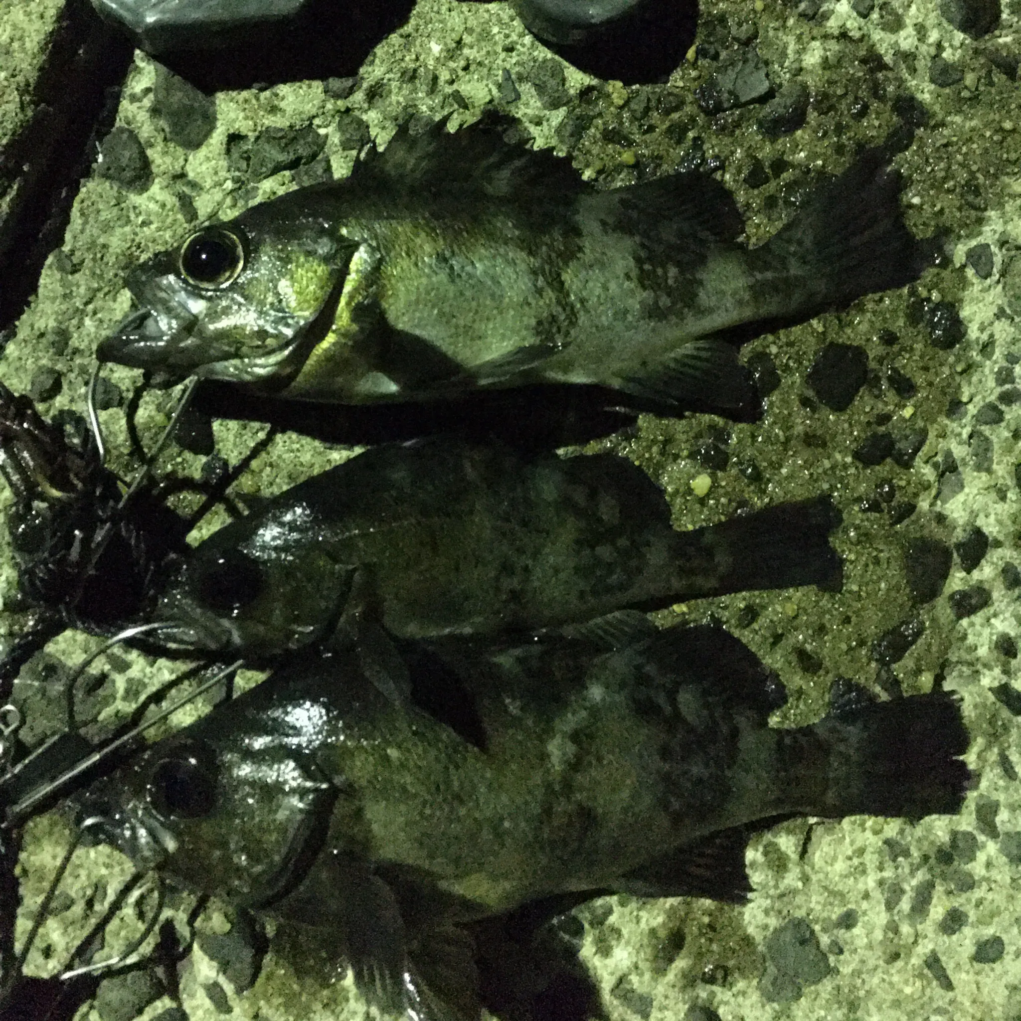 メバルの釣果画像