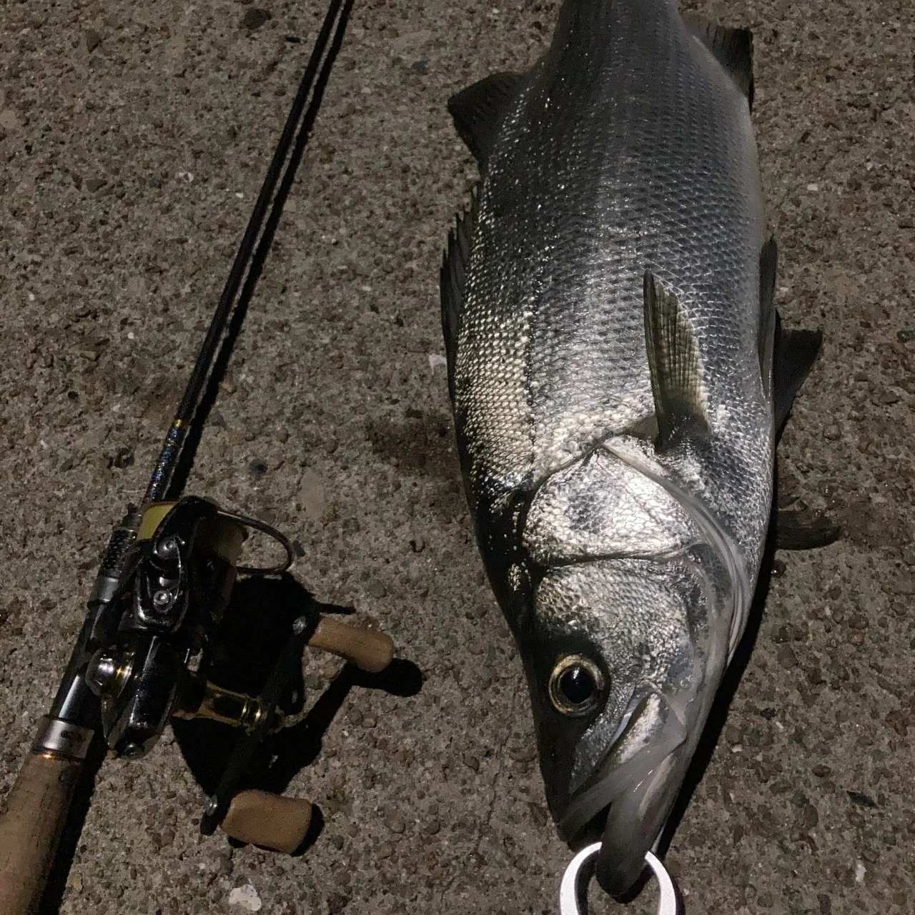 ライトタックルとヒラスズキ