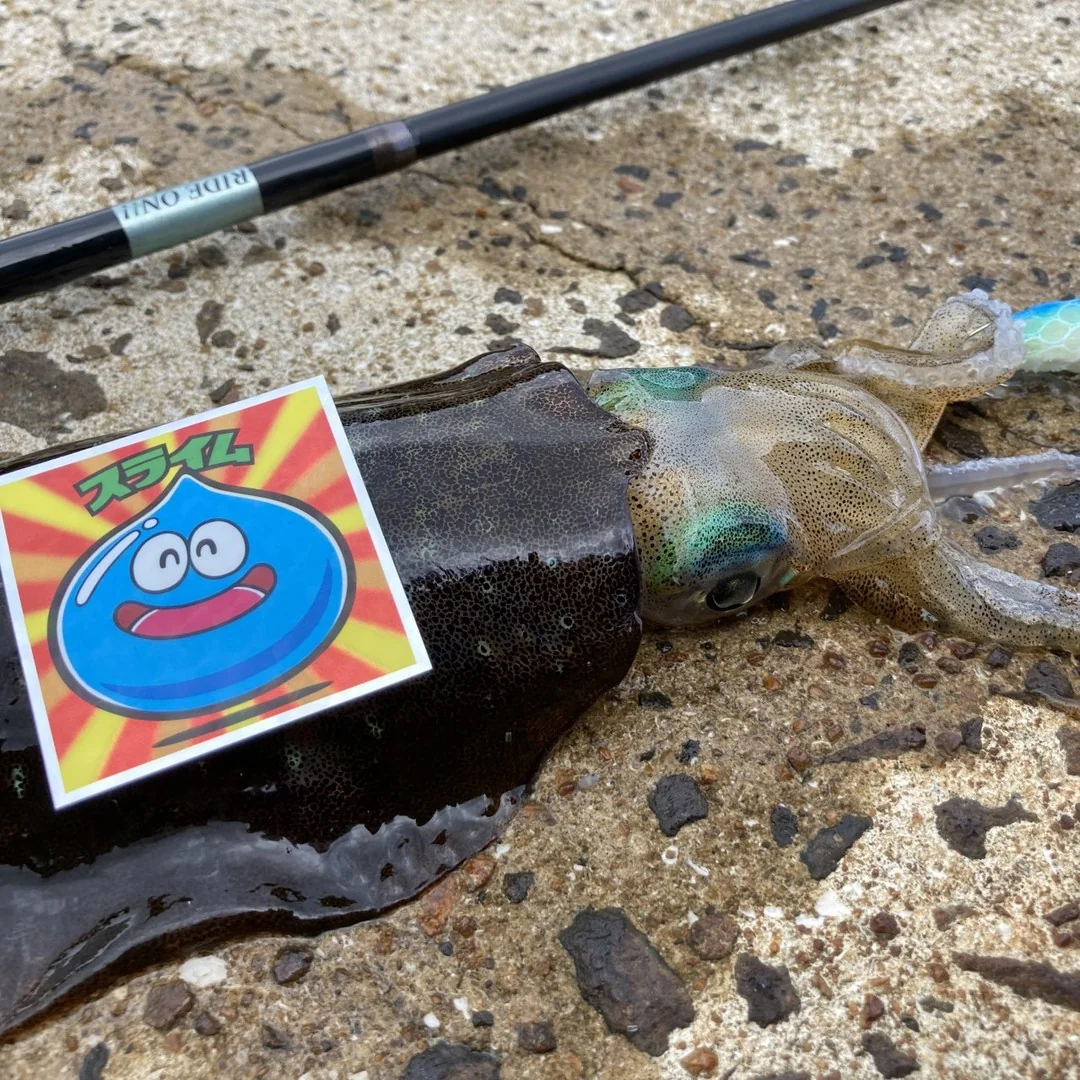 アオリイカと自作ロッド