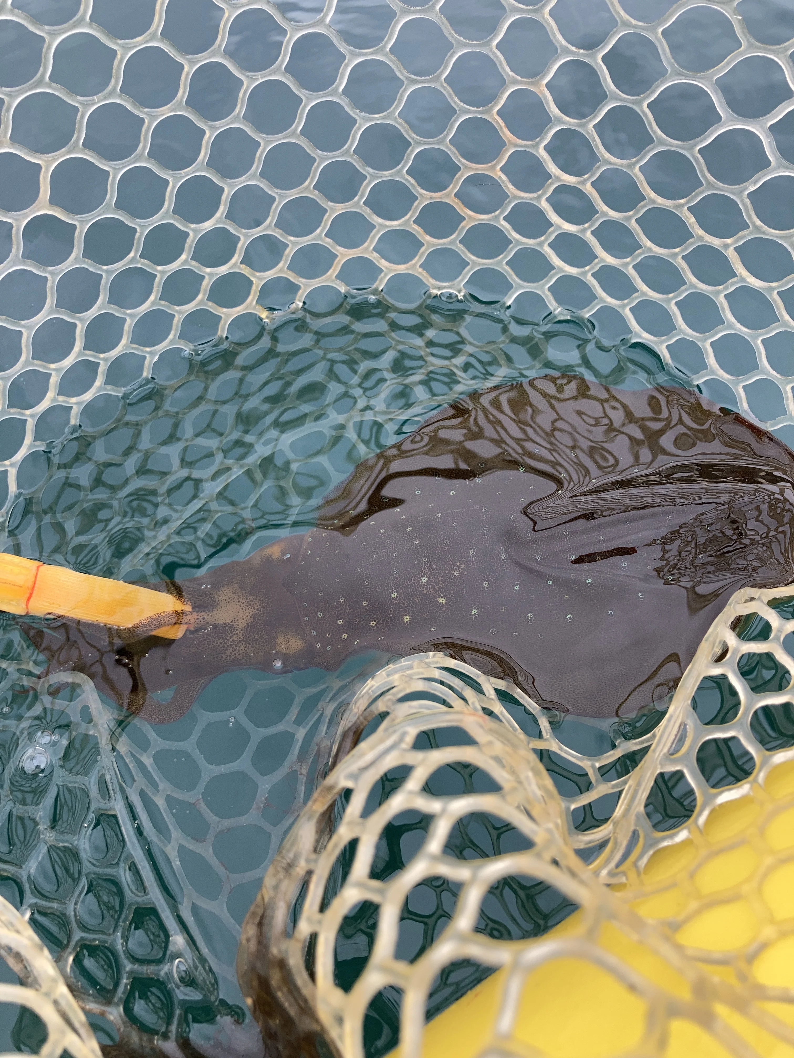 カヤックフィッシングで使用し釣果を得た自作エギ