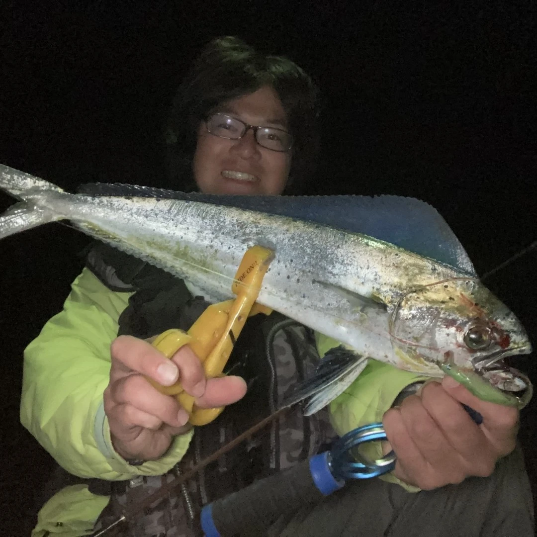 ３Dプリンタルアーでシイラの釣果画像