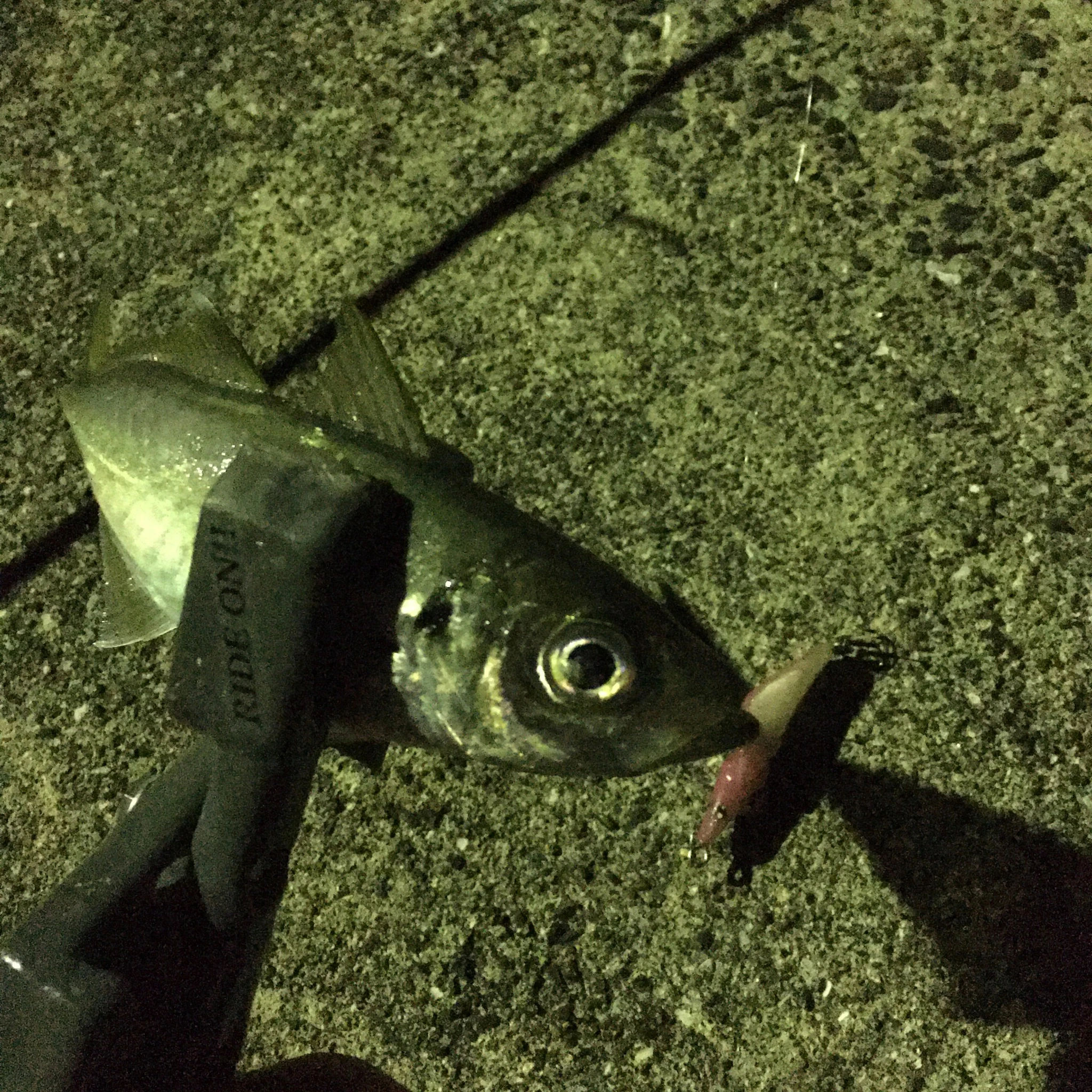 コアジがプラグにヒット