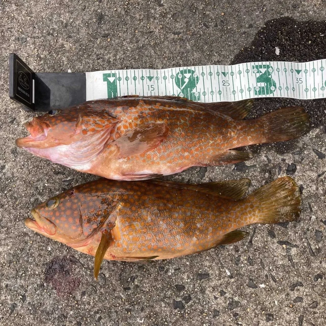 ７月のキジハタの釣果報告