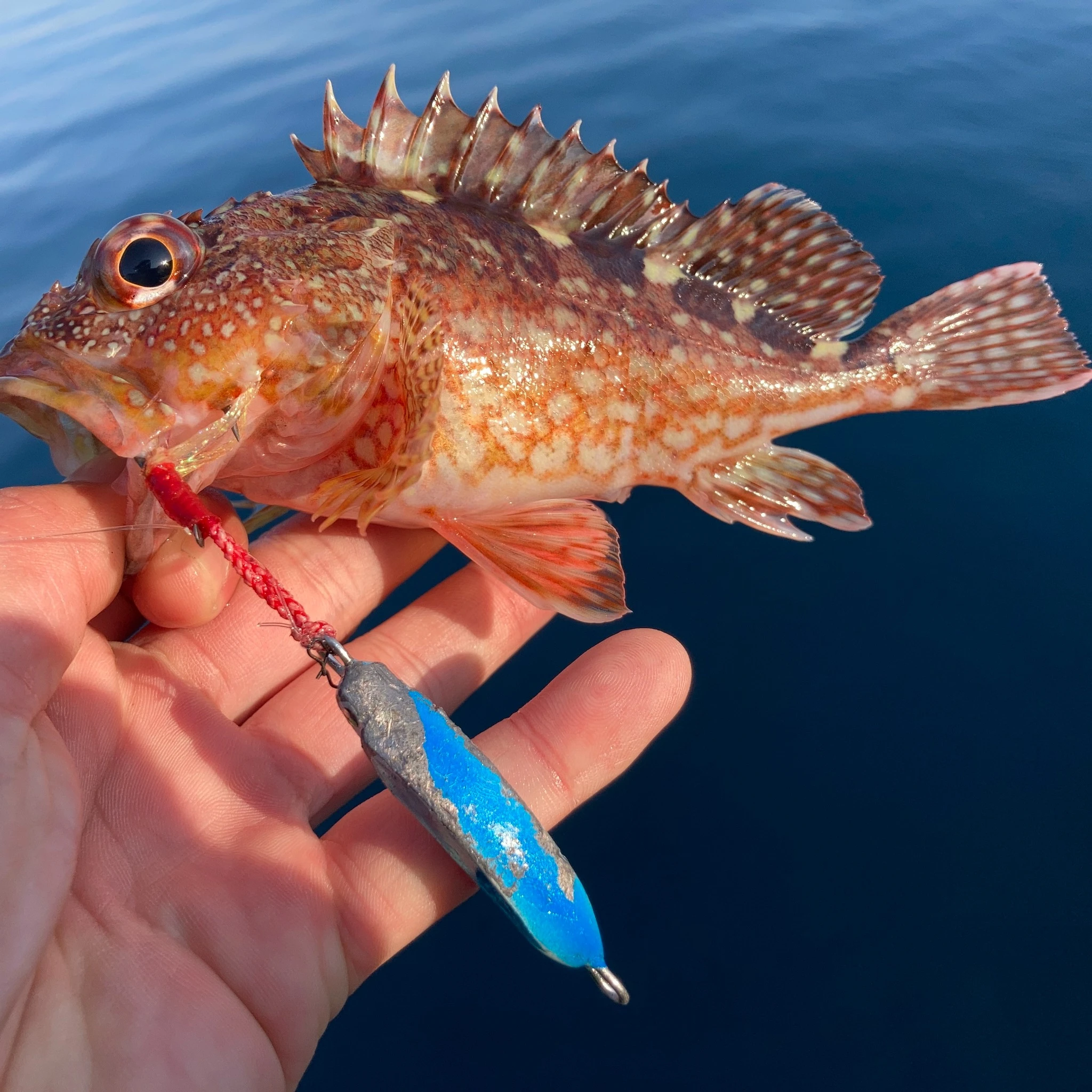 メタルトス26ｇでアラカブヒット