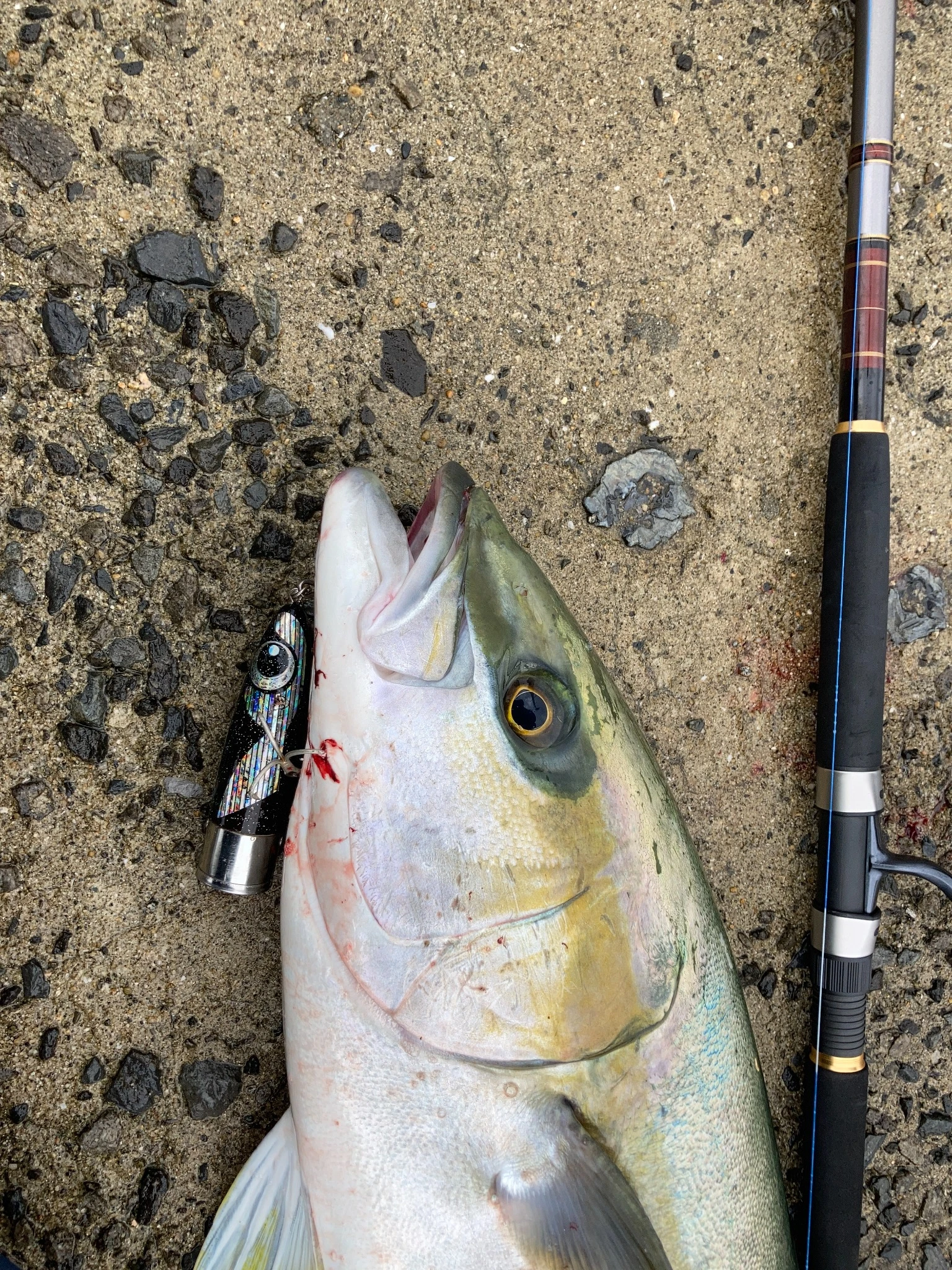 ポッパーで釣れた１ｍのヒラマサの画像