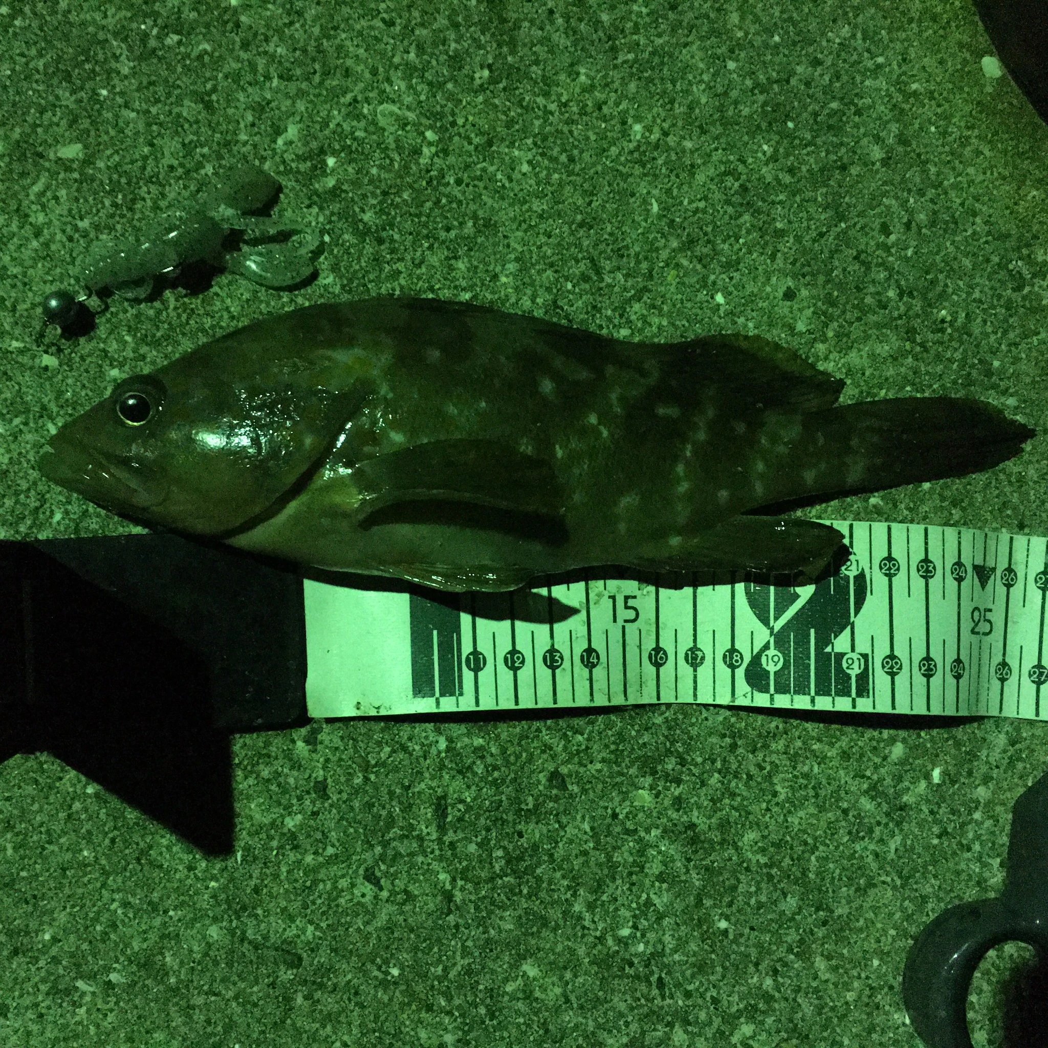 キジハタとサイズ測定の画像